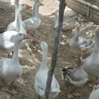 غاز محلی نژاد شمالی
