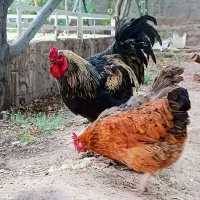 خروس برهما