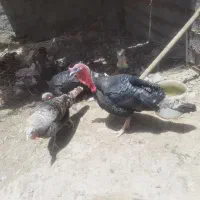 بوقلمو