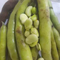 باقالی