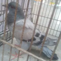 فروش جوجه کبوتر دوخط