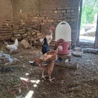 مرغ لاری و مرغ گلین کپ