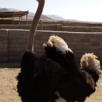شترمرغ مولد