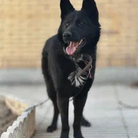 فروش سگ بلک ژرمن کلاس A