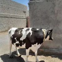 گاو خارجی آبستن