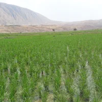 ارد الیگودرز .دونه ای ۱ ملیون تومان