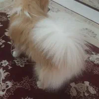سگ پامر|سگ|همدان, |دیوار