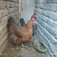 دوتا مرغ تخمگذار به شرط
