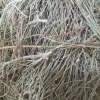 ریش بزی یا افدرا یا هوم