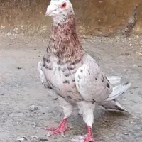 یکجفت سار سالموسرحال بفروش میرسد