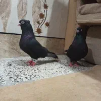 کبوتر زاغ ابادانی
