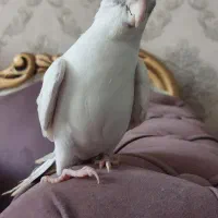 عروس هلندی نر دوکت