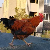 خروس جوان