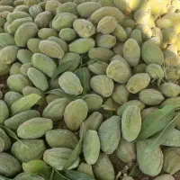 خریدو فروش بادام پوست سبز