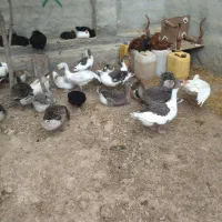 با سلام غاز سرحال وسالم