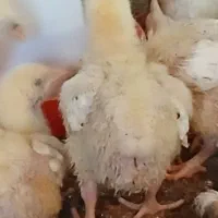 جوجه سنگین وزن گوشتی راس ۳۰۸ ضمانتی
