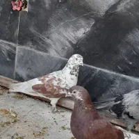 کفتر پلنگ