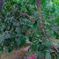 باغ ویلا