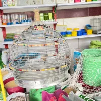 پرنده، عروس هلندی، طوطی، قناری، اسدآباد