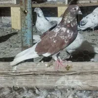 کفتر پرشی