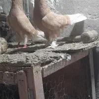 پاجفتی پرشی