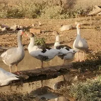 غاز نر و مده