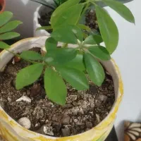 فروش‌‌گلهای‌زیبای من