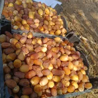 رطب خارک برحی بریم