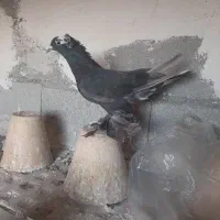 فیلی آغ گوروخ