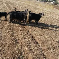 بز میش بره