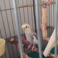 عروس هلندی نر سخنگو