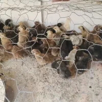 جوجه گلپایگانب