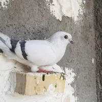 شامی ماده بچ پلاکی نر