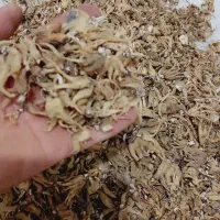 ثعلب|خوردنی و آشامیدنی|سلماس, |دیوار