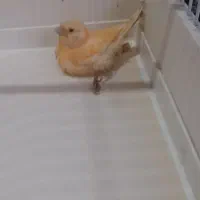 جوجه قناری واگذاری رایگان