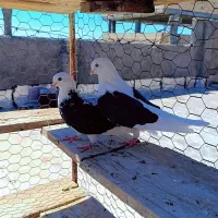 طوقی و سرور