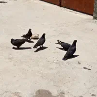 کبوتر زاغ آبادانی اصیل