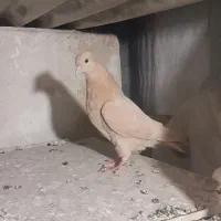 کبوتر تهرانی پرشی غریب گیری