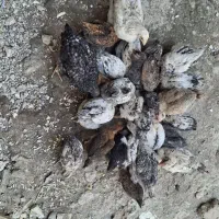 جوجه