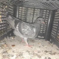 خوب|پرنده|لیکک, |دیوار