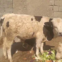 گوساله گوشتی درجه یک