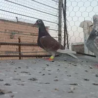 کفتر