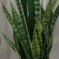 گل آپارتمانی