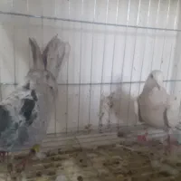 جفت کوهی دورگ