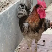 خروس رسمی