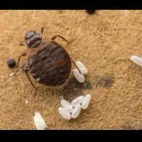سمپاشی سم پاشی ساس سوسک کنه موش100% تضمینی