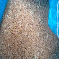 گندم دیم برای فروش