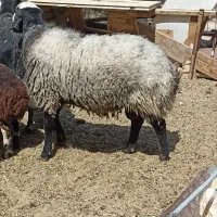 بز پاکستانی قوچ بره بز میش