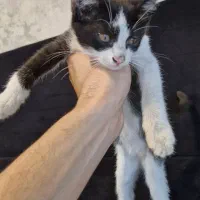 واگذاری بچه گربه