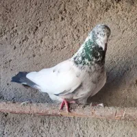 11 طوق کبوتر  پرشی کاشانی